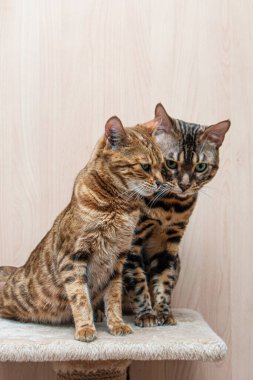Bengal cinsinin sevimli kedileri birbirlerini okşarlar, aşk