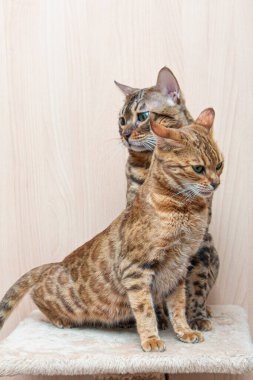 Bengal cinsinin sevimli kedileri birbirlerini okşarlar, aşk