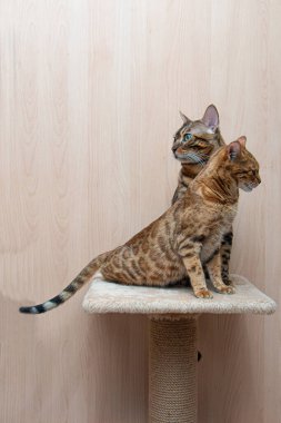 Bengal cinsinin sevimli kedileri birbirlerini okşarlar, aşk