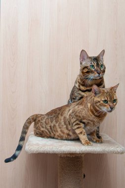 Bengal cinsinin sevimli kedileri birbirlerini okşarlar, aşk