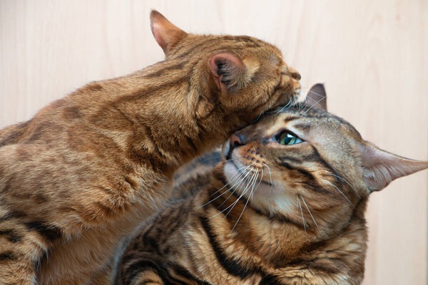 Cute cats of the Bengal breed caress each other, love