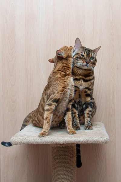 Bengal cinsinin sevimli kedileri birbirlerini okşarlar, aşk