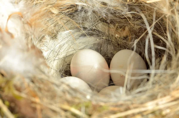 Bird eggs in a nest — Stock Photo, Image