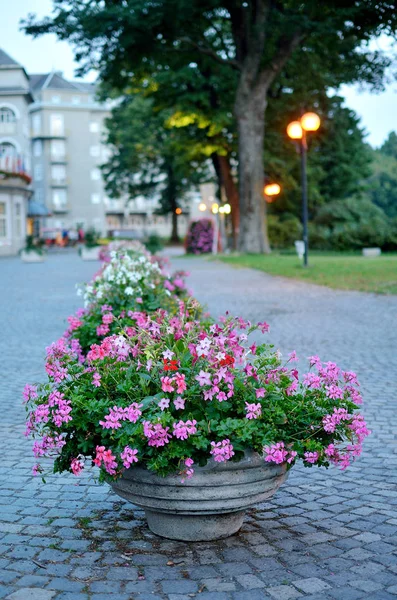 Fleurs ornementales à la promenade du spa en début de soirée — Photo