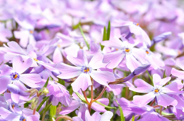 Beautiful violet flower background — Stock Photo, Image