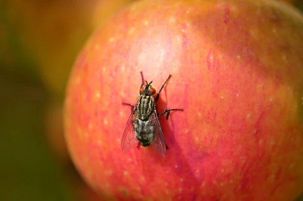 Πετούν κάθεται σε ένα κόκκινο μήλο — Φωτογραφία Αρχείου