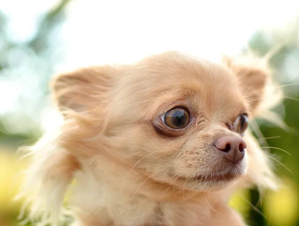 Перелякана голова собаки чихуахуа — стокове фото