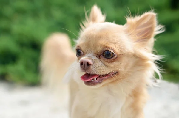 Chihuahua curto bonito pouco — Fotografia de Stock