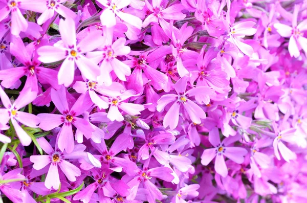 Beautiful Purple Flower Season Background Texture — Stock Photo, Image