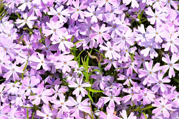 美しい紫色の花季節背景 — ストック写真