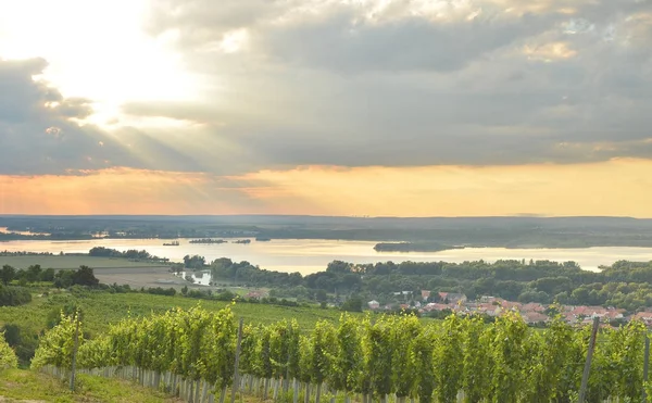 Goldene Mährische Reben Bei Sonnenuntergang — Stockfoto