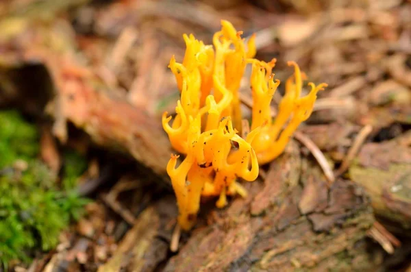Calocera vistsosa em forrest - cogumelos cor de laranja - close-up — Fotografia de Stock