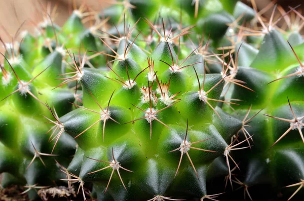 Macro detail of shining green cactus and spines — Stock Photo, Image