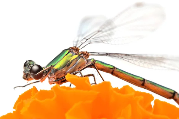 Libelle auf orangefarbener Blütenblume isoliert auf weißem Hintergrund. Makrofotografie. — Stockfoto