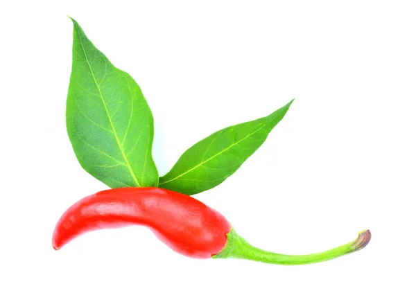 Red hot chilli pepper spice Piri Piri with chlli plant leaves isolated on white background. — 스톡 사진