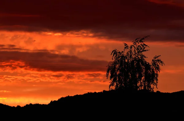 Silhouette of birch tree and mountains at beautiful sunset. — Stock Photo, Image