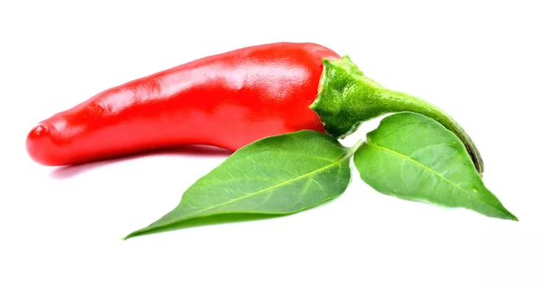 Red Hot chili paprika fűszer Piri Piri a chilipaprika növény levelei elszigetelt fehér alapon. — Stock Fotó