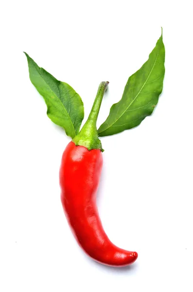 Chilli pepper Piri Piri with chilli plant leaves isolated on white background. Vertical photo. — 스톡 사진