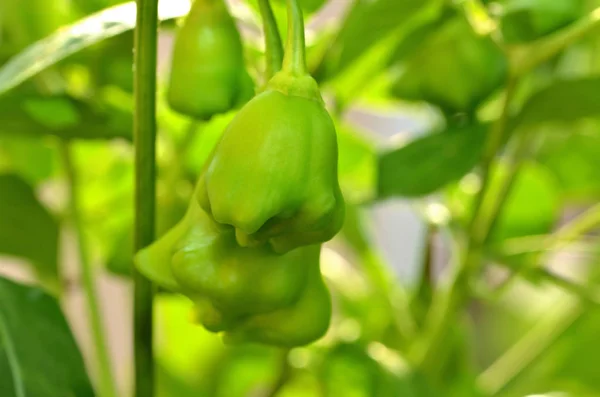 Unripe green chili bell peppers on plant. — Stock Photo, Image