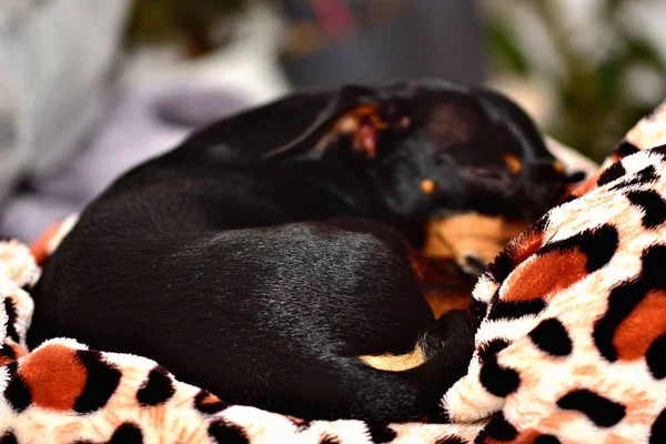 Dormir ratter perro acostado en una manta en el sofá —  Fotos de Stock