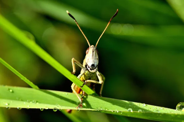 Ακρίδα - ακρίδα κάθεται σε λεπίδα του χόρτου. Μπροστά. Μακροφωτογραφία. — Φωτογραφία Αρχείου