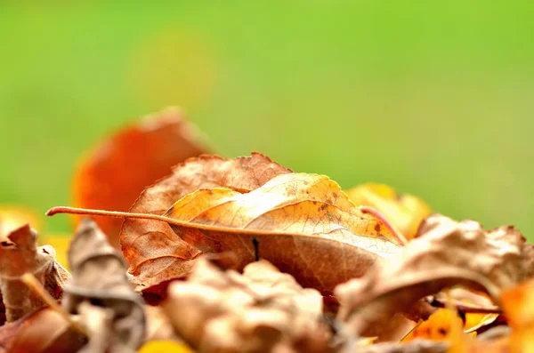 Background made of fallen autumn leaves on ground. — Stock Photo, Image