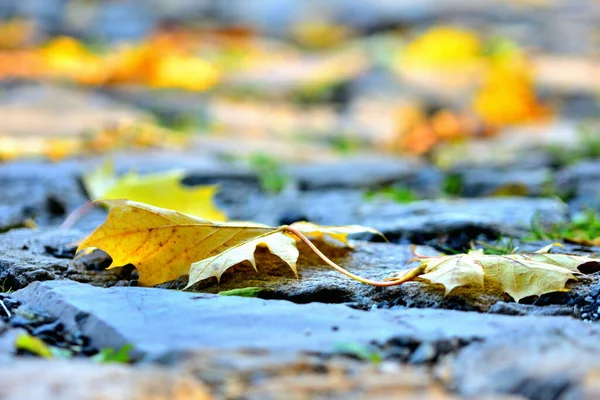 Fallen leaf on a cobblestone road in autumn. Close-up. — Stock Photo, Image
