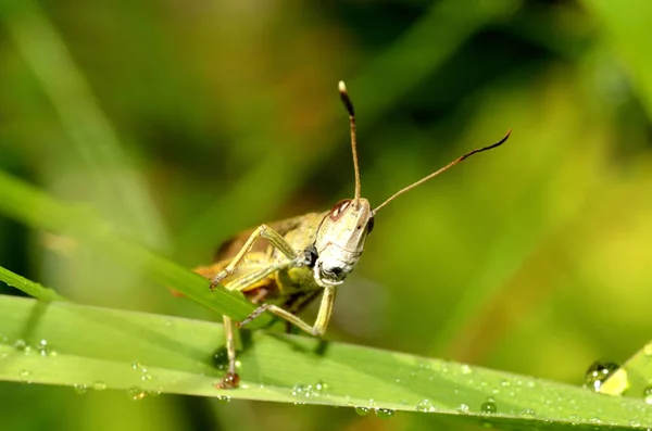 Ακρίδα - ακρίδα κάθεται σε λεπίδα του χόρτου. Μακροφωτογραφία. — Φωτογραφία Αρχείου