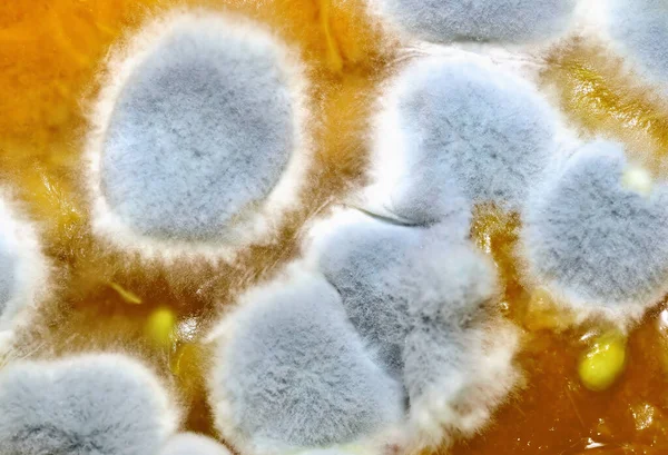 Macro di funghi ammuffiti sul cibo. Soffici spore muffa come sfondo. Cibo ammuffito e viziato . — Foto Stock