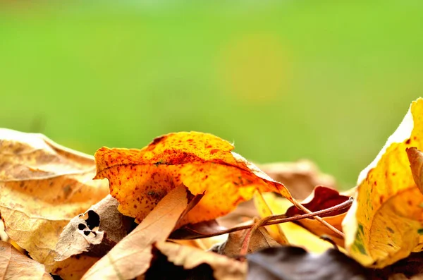 Fallen autumn leaves in the park background. — Stock Photo, Image