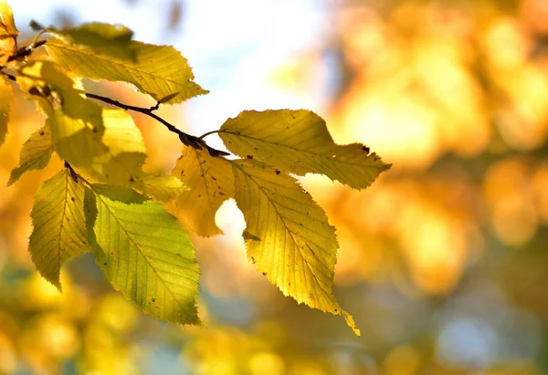 Fall background of golden leaves. Close-up detail. — Stock Photo, Image