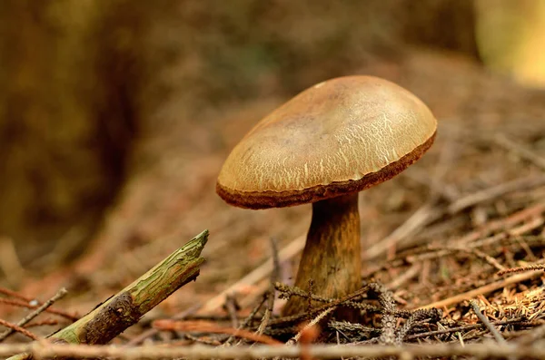 Fungo del Boletus badius conosciuto anche come Xerocomus badius — Foto Stock