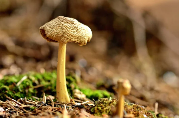 Psilocybe semilanceata noto come fungo liberty cap . — Foto Stock