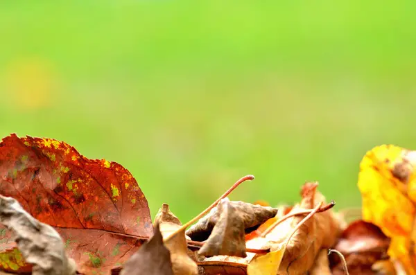 Background of the fallen autumn leaves. Close-up. — Stock Photo, Image