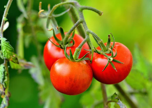 Три шматки червоних стиглих помідорів на кущі. Крупним планом . — стокове фото
