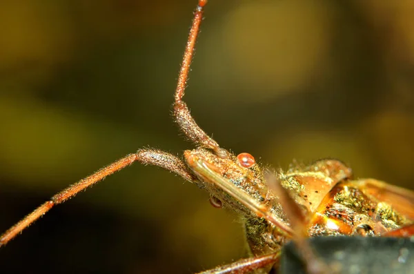 Detalhe macro da cabeça do besouro com antenas e olhos — Fotografia de Stock