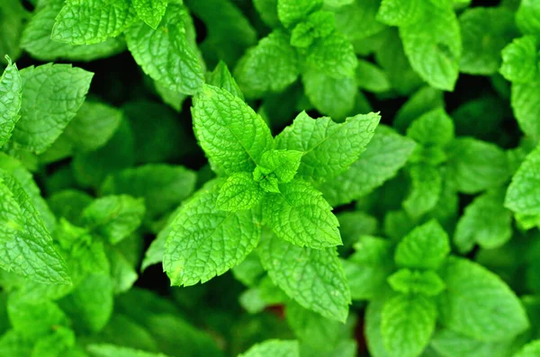 La menta fresca crece en el fondo de textura de jardín vegetal . —  Fotos de Stock