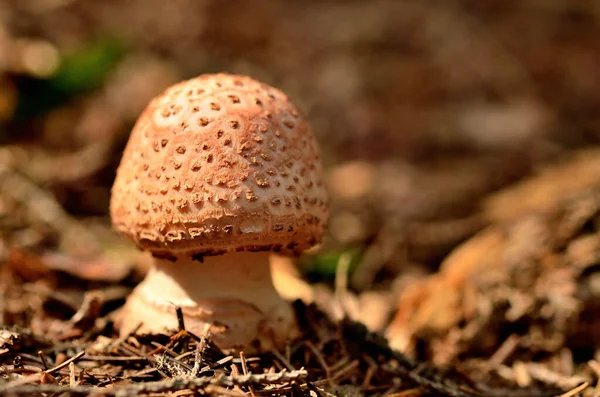 Bambino Amanita rubescens fungo in aghi nella foresta — Foto Stock