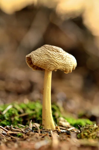 Psilocybe semilanceata noto come fungo liberty cap . — Foto Stock