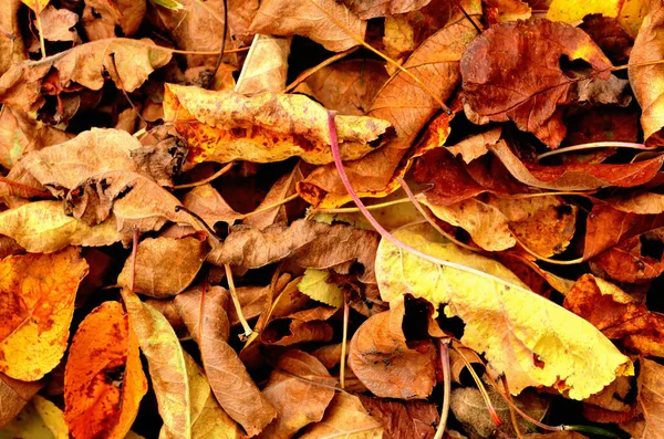 Fallen autumn leaves texture pattern background. — Stock Photo, Image