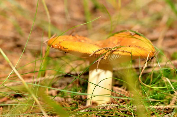 Russula claroflava známý jako žlutá bažina russula nebo žlutá bažina brittlegill houby v lese — Stock fotografie