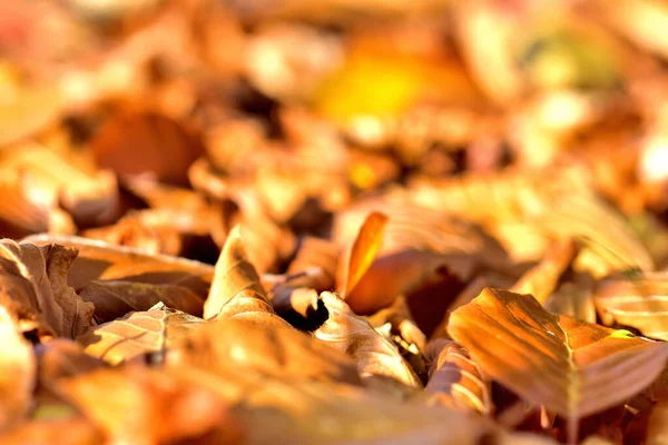 Background of golden autumn fallen leaves on ground. — Stock Photo, Image