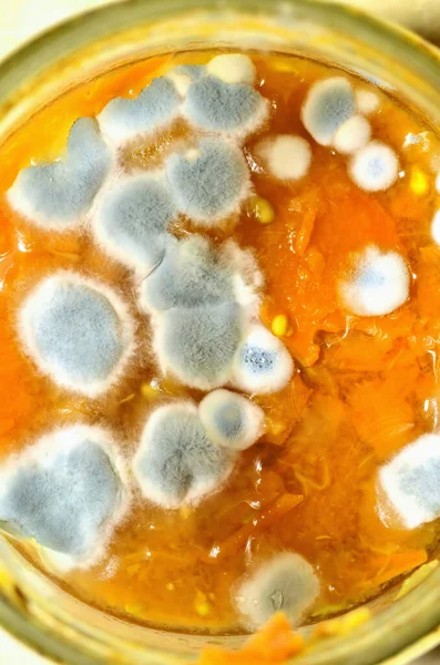 Närbild av möglig svamp på mat i burk. Sporernas makro. Möglig, bortskämd mat. — Stockfoto