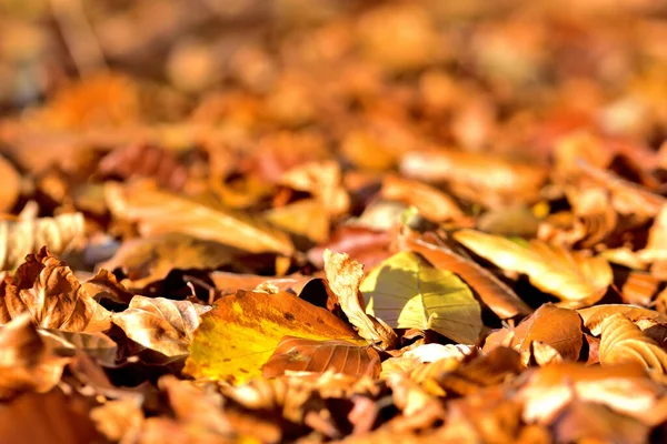 Background Golden Autumn Fallen Leaves Ground — Stock Photo, Image