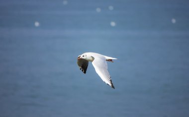 Mavi su üzerinde uçan martı