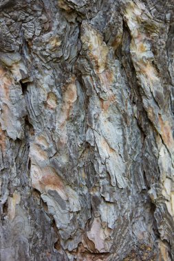 Ağaç kabuğu arka plan dokusu 