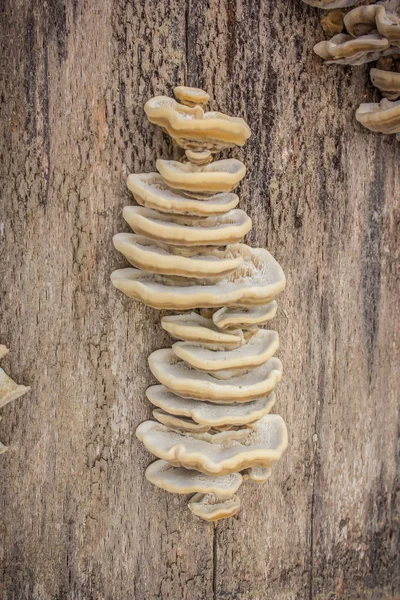 Bir ağaç yan takılıp mantar closeup görünümü