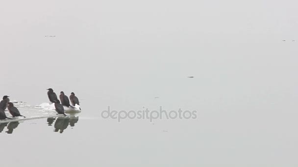 Vogels op het ijs van de Donau — Stockvideo