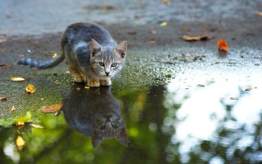 cat sitting at the edge of rain puddle. reflection in the water clipart