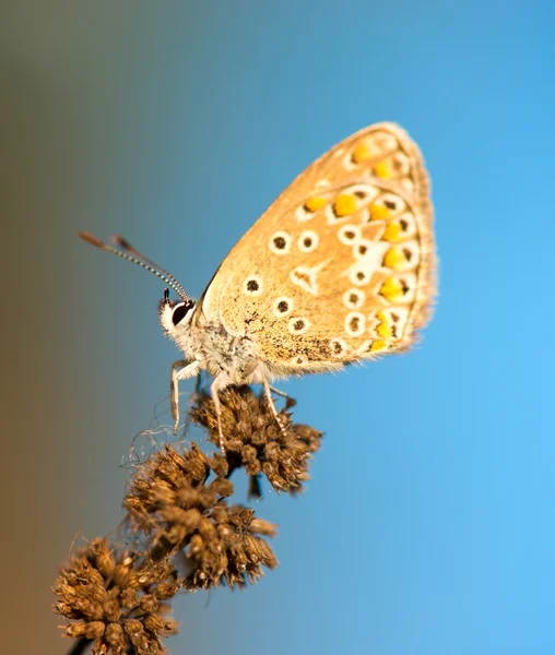 Gemeiner blauer (polyomathus icarus) Schmetterling auf getrockneter Pflanze — Stockfoto